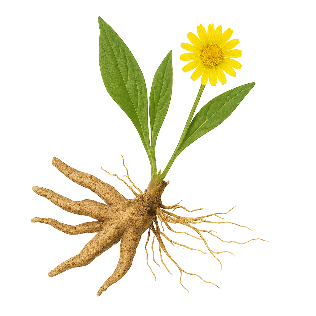 Anacyclus Pyrethrum
