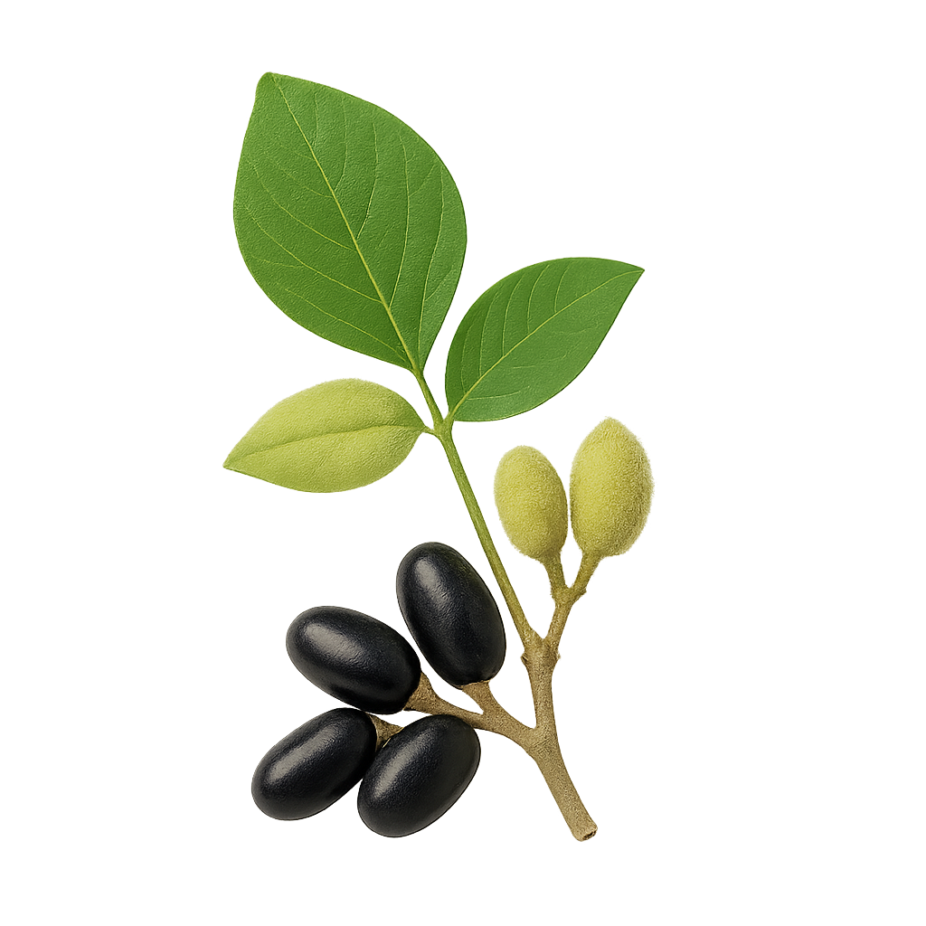 Mucuna Pruriens